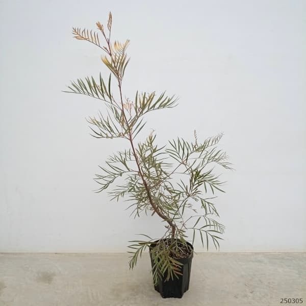 園芸ネット本店｜グレビレア：カランドラジェム6号鉢植え の通販【公式】