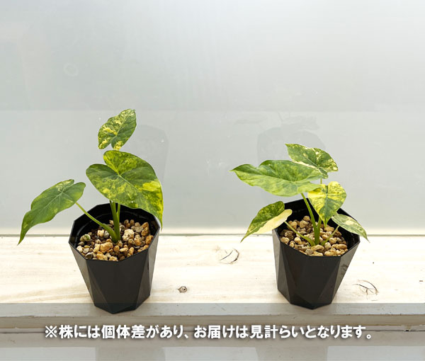 園芸ネット本店｜（わけあり特価）アロカシア：マクロリザ オーレア