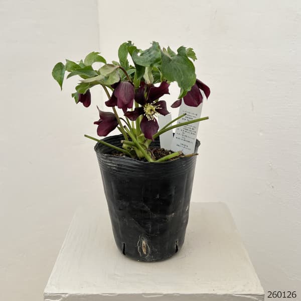 園芸ネット本店｜花郷園さんのクリスマスローズ：26-25セミダブル4.5号