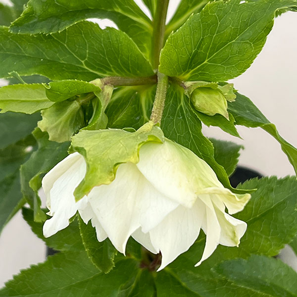 園芸ネット本店｜若泉ファームさんのクリスマスローズ：26-25