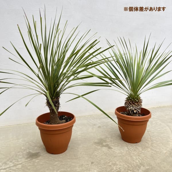 園芸ネット本店｜ユッカ：ロストラータ 6号鉢植え の通販【公式】