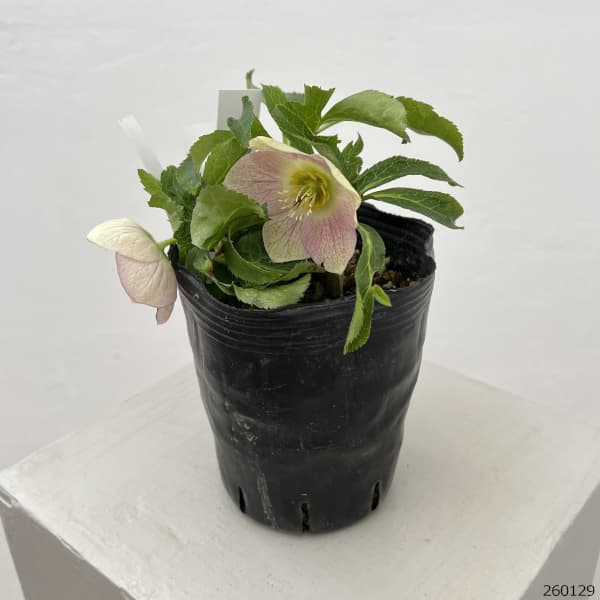 園芸ネット本店｜曽田園芸さんのクリスマスローズ：26-14姫小町