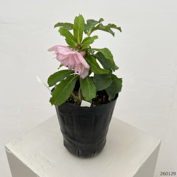 園芸ネット本店｜曽田園芸さんのクリスマスローズ：26-24冬牡丹4号