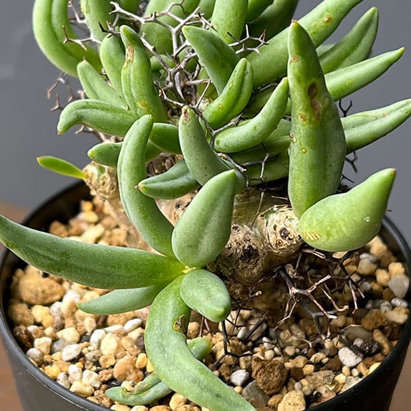 園芸ネット本店｜チレコドン：レティキュラーツス(万物想)3号鉢植え26