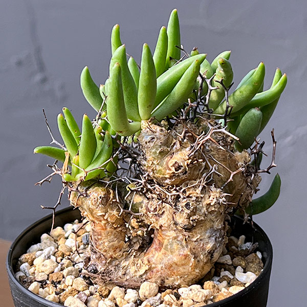 園芸ネット本店｜チレコドン：レティキュラーツス(万物想)3号鉢植え26