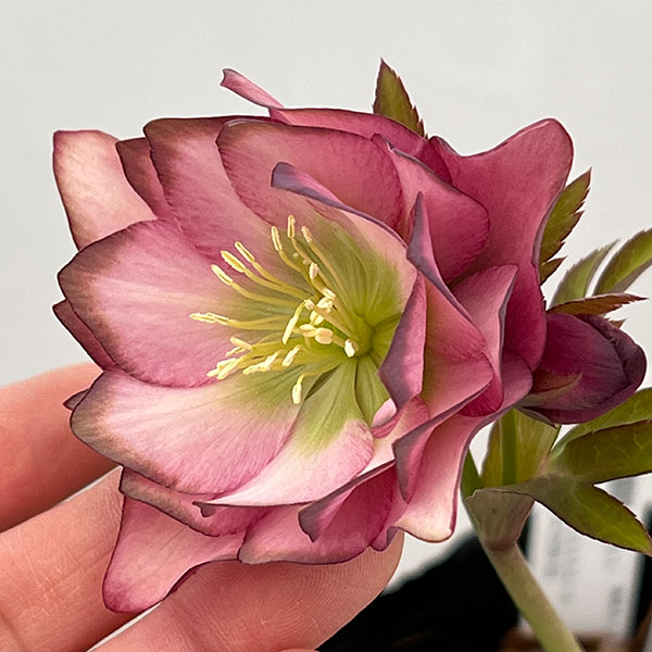 園芸ネット本店｜吉田園芸さんのクリスマスローズ：アンティークピエラ