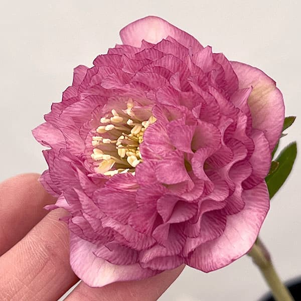 園芸ネット本店｜吉田園芸さんのクリスマスローズ：多弁交配26-03／4.5