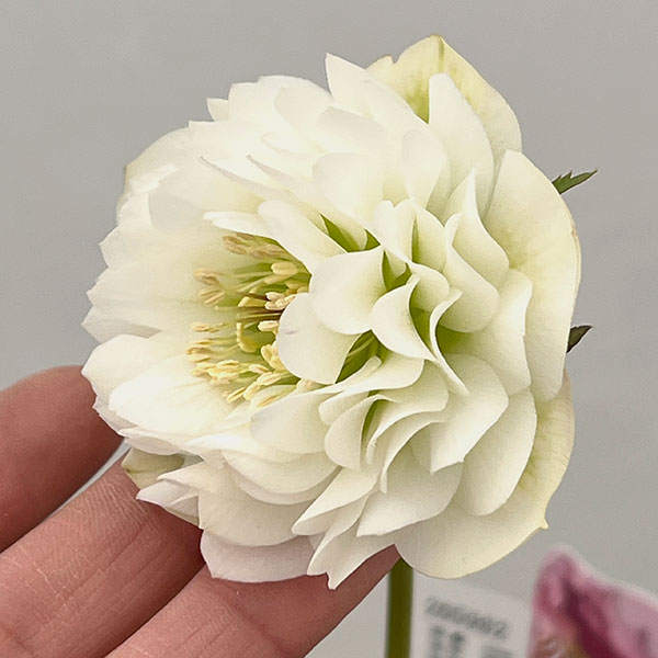 園芸ネット本店｜吉田園芸さんのクリスマスローズ：多弁交配26-02／4.5