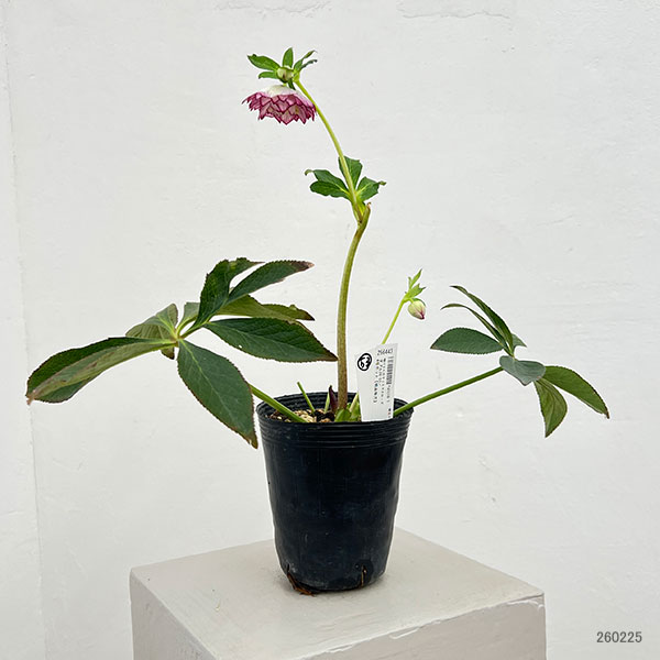 園芸ネット本店｜（わけあり特価）細川さんのクリスマスローズ：ダブル