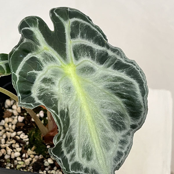 園芸ネット本店｜アロカシア：ヴェノム 3.5号ポット26-01 の通販【公式】