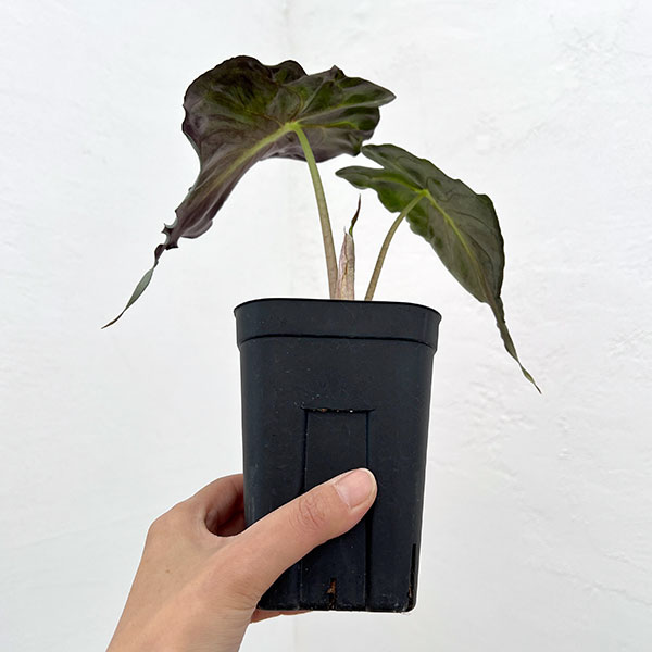 園芸ネット本店｜アロカシア：ヴェノム 3.5号ポット26-02 の通販【公式】