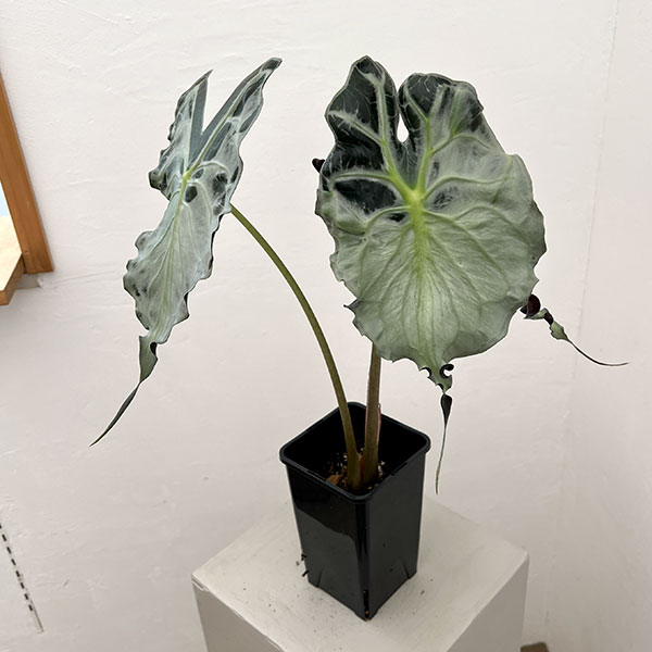 園芸ネット本店｜アロカシア：ヴェノム 4号鉢植え26-04 の通販【公式】