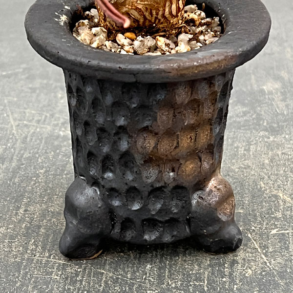 園芸ネット本店｜ユーフォルビア：キリンドリフォリア 2.5号陶器鉢植え