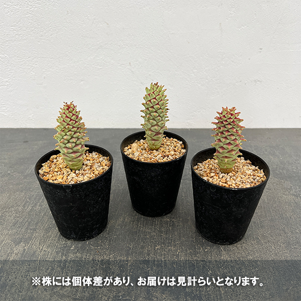 園芸ネット本店｜ユーフォルビア：ロンギツベルクローサ 2.5号鉢植え