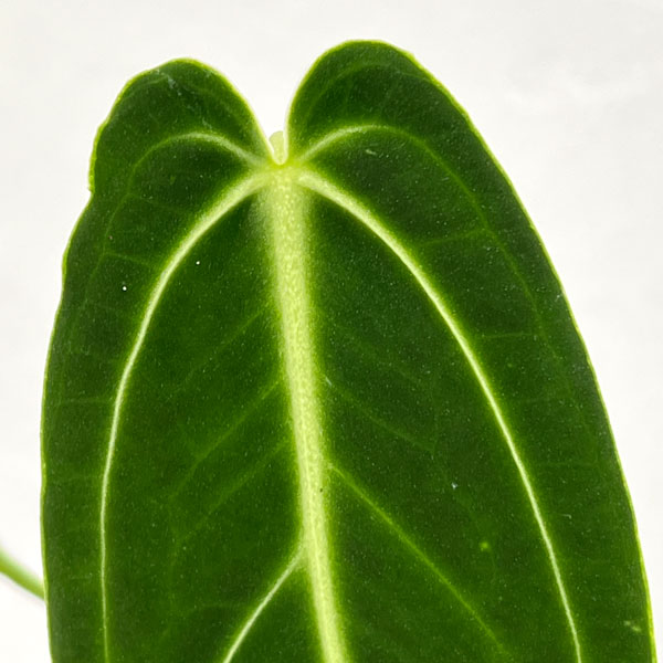 園芸ネット本店｜アンスリウム：ワロクアナム 4号ポット の通販【公式】