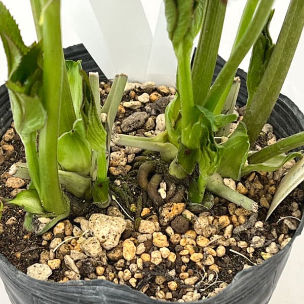 園芸ネット本店｜加藤農園さんのクリスマスローズ：26-01