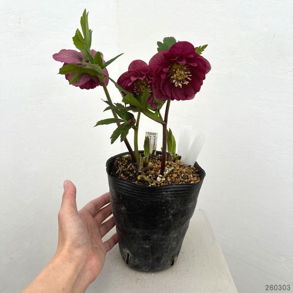 園芸ネット本店｜加藤農園さんのクリスマスローズ：26-13ダブル／4.5号