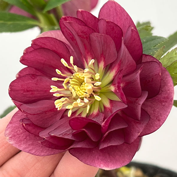 園芸ネット本店｜加藤農園さんのクリスマスローズ：26-13ダブル／4.5号