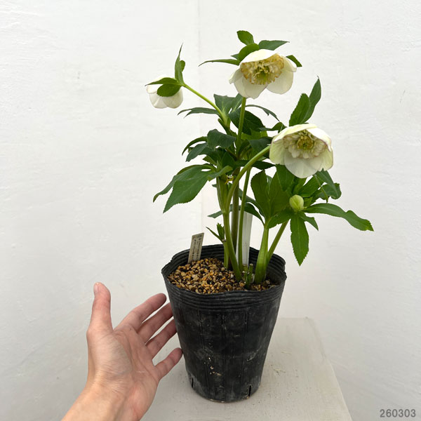 園芸ネット本店｜加藤農園さんのクリスマスローズ：26-16セミダブル