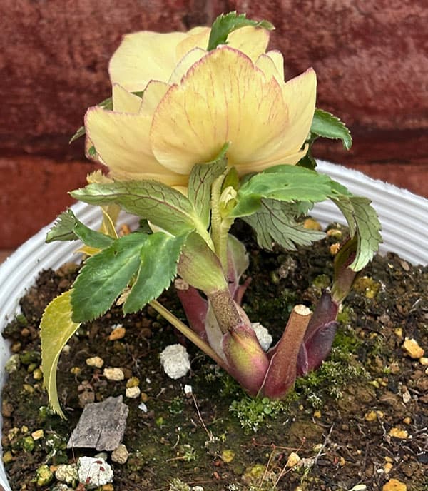 園芸ネット本店｜松村ナーセリーさんのクリスマスローズ：26-111ダブル