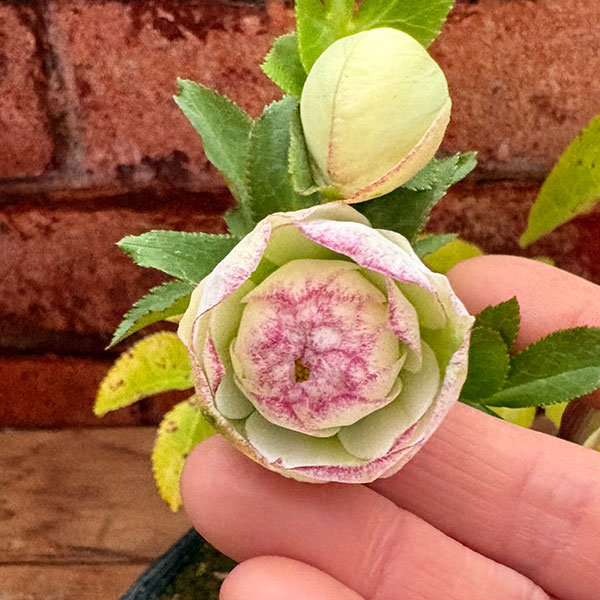 園芸ネット本店｜松村ナーセリーさんのクリスマスローズ：26-123ダブル