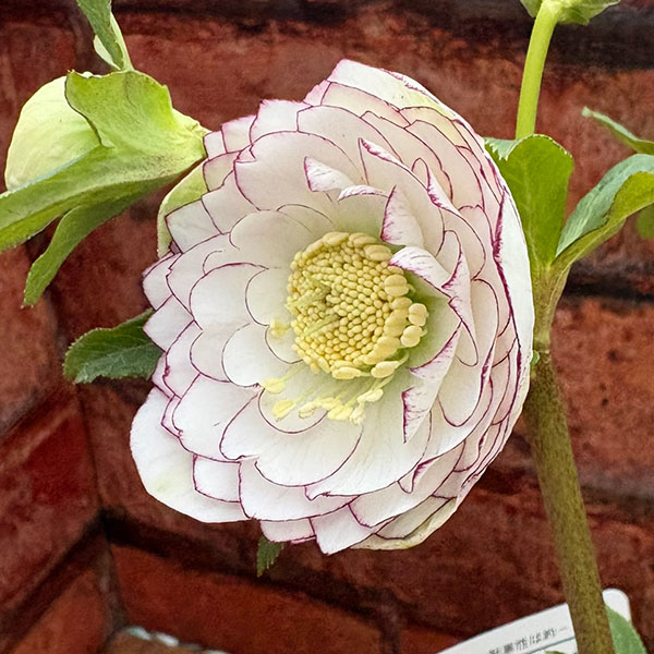 園芸ネット本店｜松村ナーセリーさんのクリスマスローズ：26-125ダブル