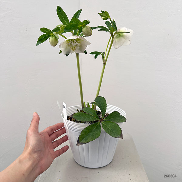 園芸ネット本店｜松村ナーセリーさんのクリスマスローズ：26-131