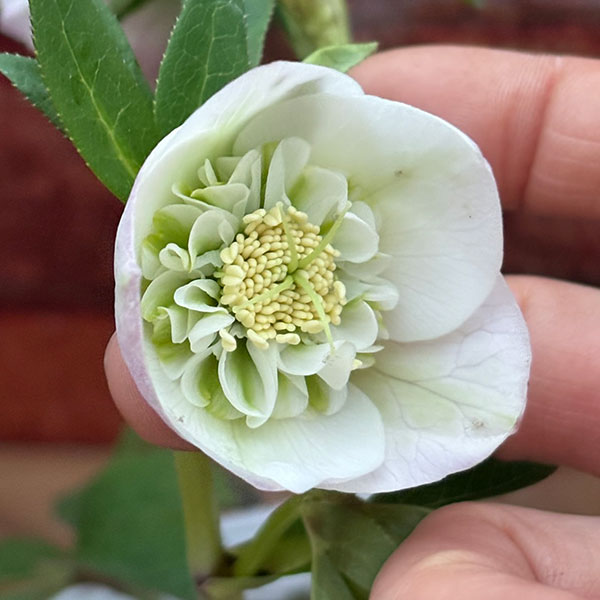 園芸ネット本店｜松村ナーセリーさんのクリスマスローズ：26-131