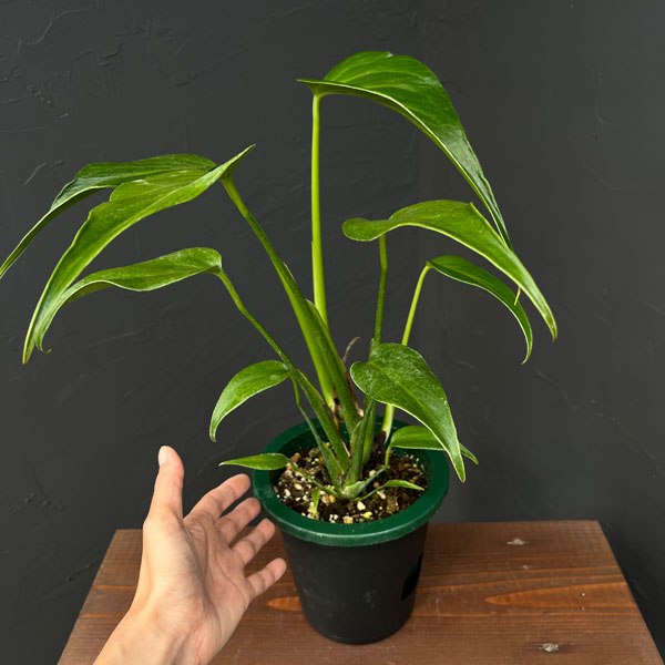 園芸ネット本店｜モンステラ：バールマルクスフレーム 5号鉢植え25-03