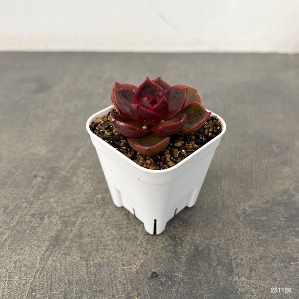 園芸ネット本店｜エケベリア：トラフィックライト 2.5号ポット の通販