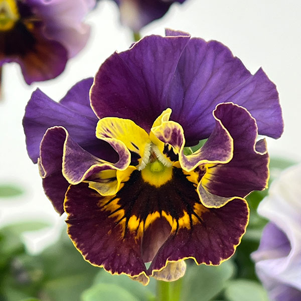 園芸ネット本店｜パンジー：フェデネージュ ムーンライト 3-3.5号