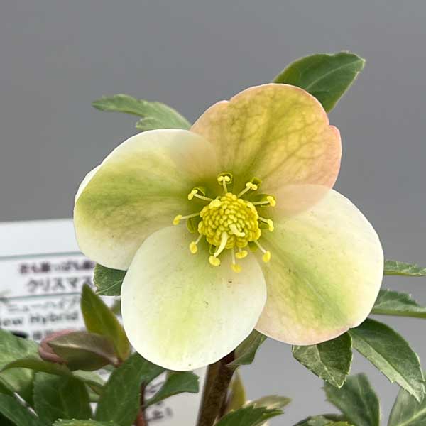 園芸ネット本店｜松村ナーセリーさんのクリスマスローズ（原種系