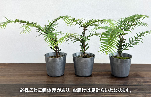 園芸ネット本店｜[26年4月上旬予約]ウォレマイ・パイン（ジュラシック