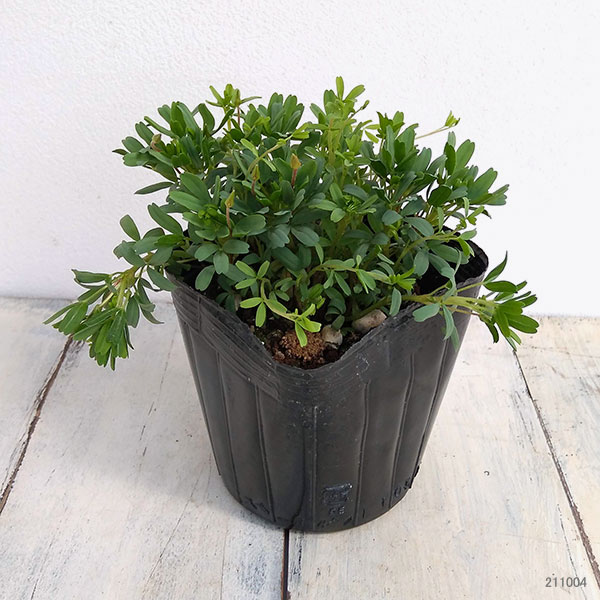 園芸ネット本店｜オキザリス：桃の輝き3-3.5号ポット の通販【公式】