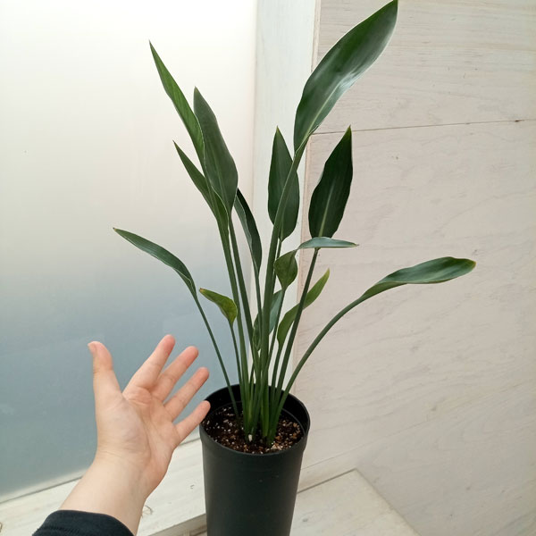 園芸ネット本店｜ストレリチア：ユンケア（ノンリーフ) 直径10.5cm