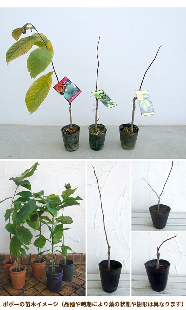 園芸ネット本店｜ポポー：プロリフィック（接木苗）5号ポット＊＊ の
