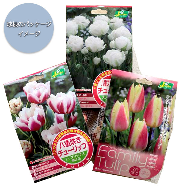 園芸ネット本店｜チューリップ（ゆり咲）：フラッシュバック4球入り
