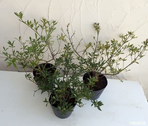 園芸ネット本店｜コクチナシ：一重 5号ポット の通販【公式】