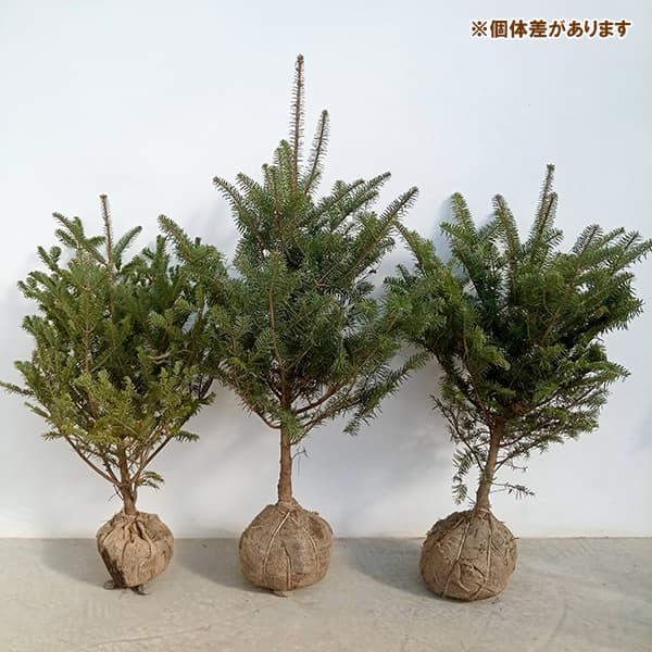 園芸ネット本店｜もみの木（モミノキ）：ウラジロモミ樹高80～90cm根