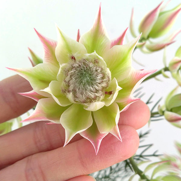 園芸ネット本店｜セルリア2種セット（プリティピンク＆カルメン）5号