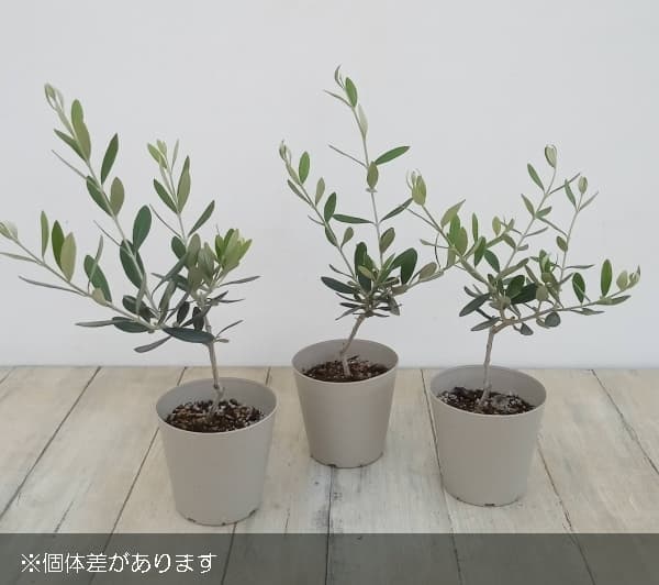 園芸ネット本店｜オリーブ：フラントイオ3.5号 3株セット の通販【公式】