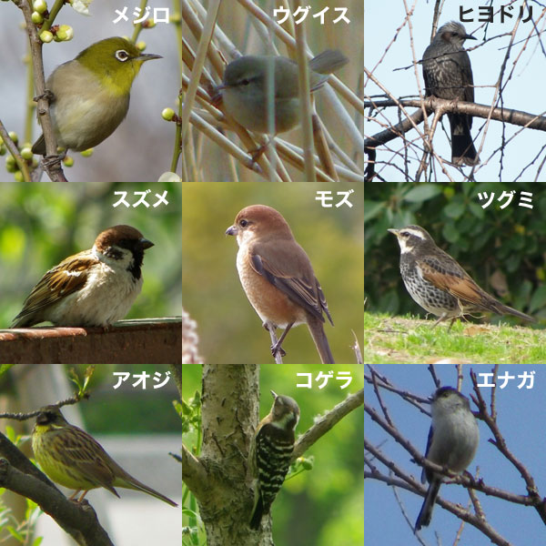 園芸ネット本店｜野鳥の餌台：ペットボトル用バードフィーダー・バード