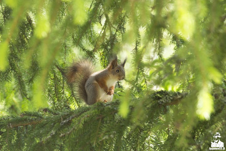 Canon EF-S55-250mm F4-5.6 IS STMを徹底解説。作例からレビューまで