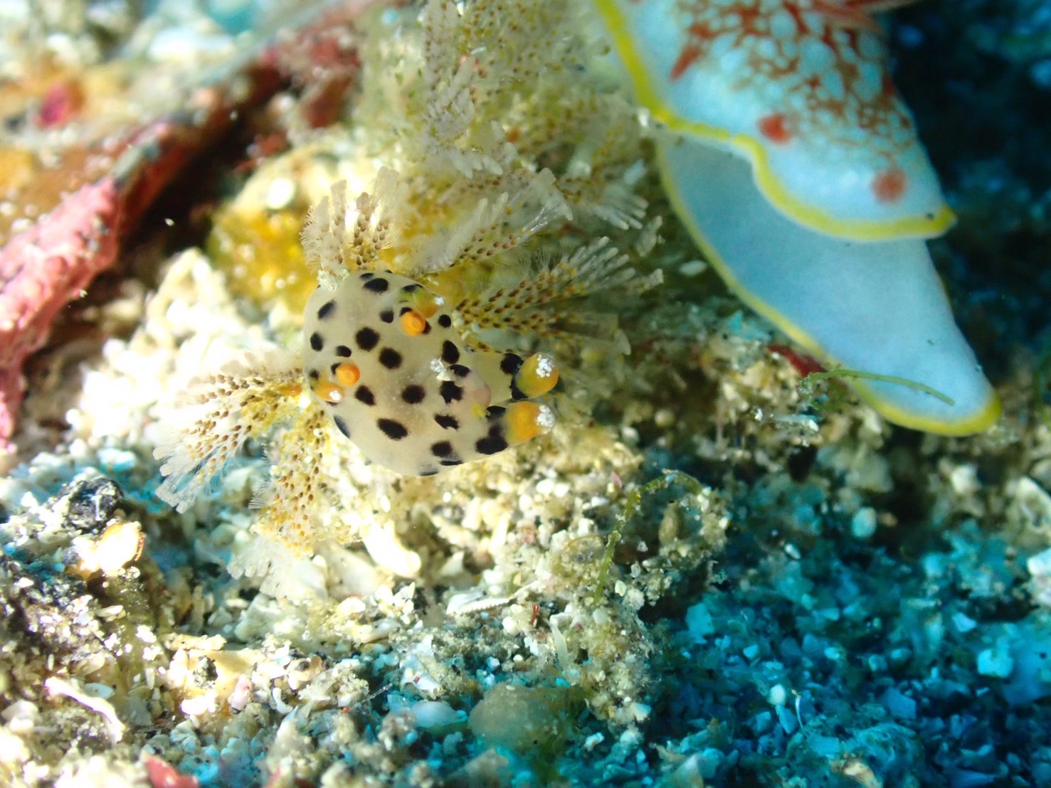 なんかやっぱ富戸なんだよな。 | 【伊豆初心者ダイビング】20ダイブ迄