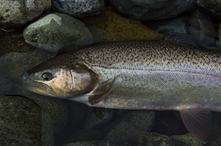 JetSetter435 櫟（イチイ）「冒険用品」