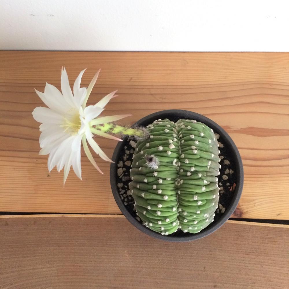 サボテン・大豪丸・綴化/盆栽、多肉植物、塊根植物、観葉植物通販