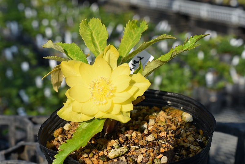 クリスマスローズ