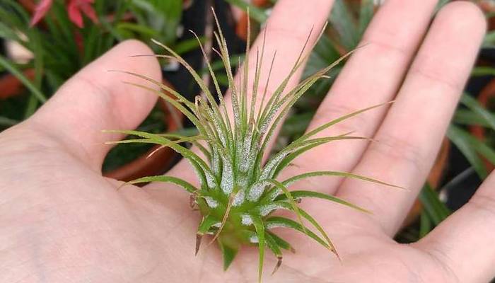 互生で群生しやすいティランジア｜バンデンシス | LOVEGREEN(ラブグリーン)