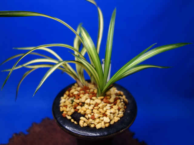 №10 韓国春蘭「四天王」 - 群馬松永蘭園