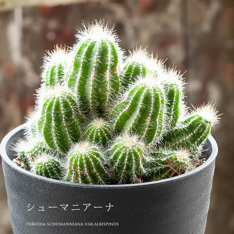 長年付き合える、群生サボテン | [公式]e-花屋さん